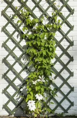 Intratuin Nature Rankgitter 50 x 150 cm grün| Rankhilfen|Rankgitter & Spaliere
