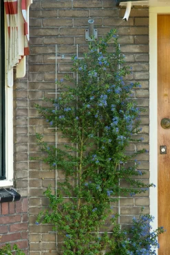 Intratuin Nature Rankgitter Metall kunststoffbeschichtet 150 x 45 cm grün| Rankhilfen|Rankgitter & Spaliere