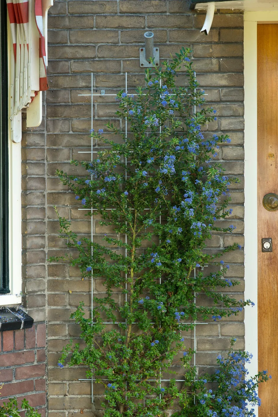 Intratuin Nature Rankgitter Metall kunststoffbeschichtet 150 x 45 cm grün| Rankhilfen|Rankgitter & Spaliere