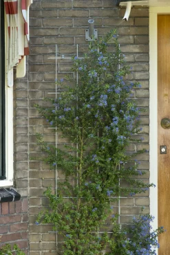 Intratuin Nature Rankgitter Metall kunststoffbeschichtet 150 x 75 cm grün| Rankhilfen|Rankgitter & Spaliere