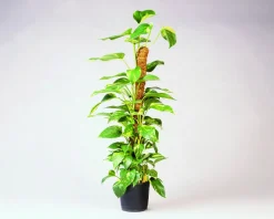 Intratuin Nature Rankhilfe Kokosstab H 60 cm D 38 mm| Rankhilfen|Pflanzstäbe