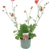 Intratuin Nelkenwurz (Geum 'Coral Tempest') D 17 H 50 cm| Winterharte Pflanzen|Mehrjährige Pflanzen