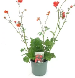 Intratuin Nelkenwurz (Geum 'Coral Tempest') D 17 H 50 cm| Winterharte Pflanzen|Mehrjährige Pflanzen