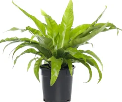 Intratuin Nestfarn (Asplenium antiquum) D 17 H 50 cm| Für Schatten|Luftreinigende Pflanzen
