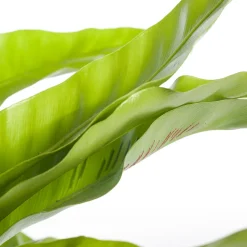 Intratuin Nestfarn (Asplenium antiquum) D 17 H 50 cm| Für Schatten|Luftreinigende Pflanzen