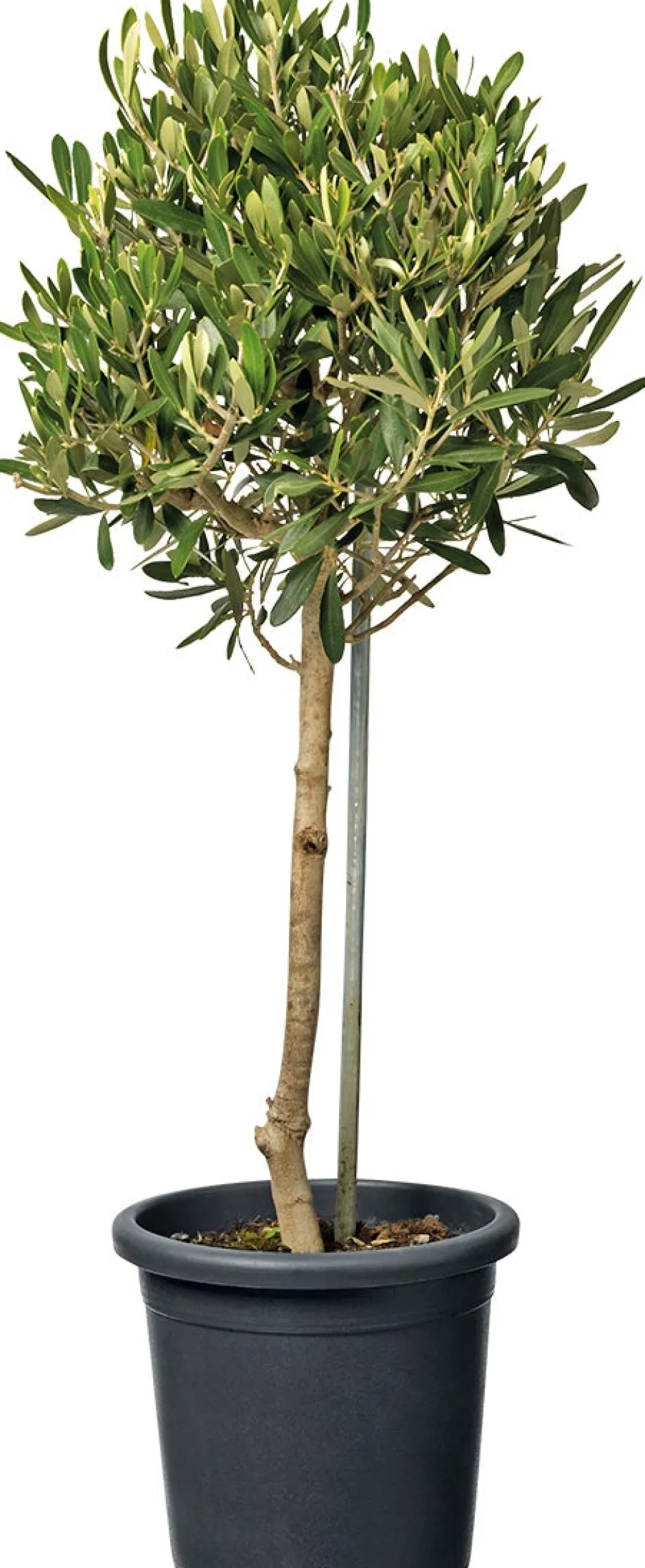 Intratuin Olivenbaum (Olea) D 18 H cm| Olivenbaum