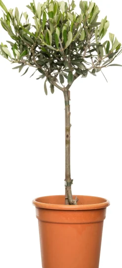 Intratuin Olivenbaum (Olea europaea) D 16 H 50 cm| Immergrüne Pflanzen|Winterharte Pflanzen