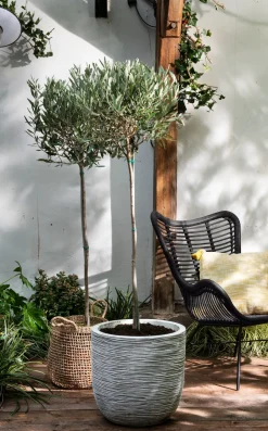 Intratuin Olivenbaum (Olea europaea) D 34 H 175 cm| Immergrüne Pflanzen|Olivenbaum