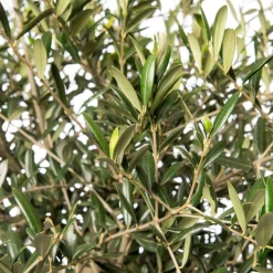 Intratuin Olivenbaum (Olea europaea) D 40 H 100 cm| Olivenbaum