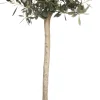 Intratuin Olivenbaum (Olea europaea) D 30 H 120 cm| Olivenbaum