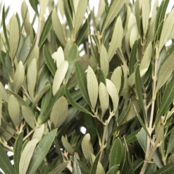 Intratuin Olivenbaum (Olea europaea) D 30 H 120 cm| Olivenbaum