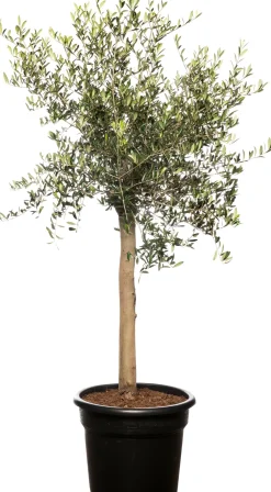 Intratuin Olivenbaum (Olea europaea) D 35 H 140 cm| Immergrüne Pflanzen|Olivenbaum