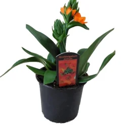 Intratuin Orangefarbener Milchstern (Ornithogalum dubium) D 12 H 25 cm| Kleine Zimmerpflanzen|Blühende Zimmerpflanzen