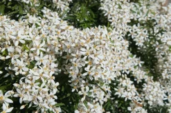 Intratuin Orangenblumen (Choisya ternata 'White Dazzler') D 19 H 20 cm| Blühende Pflanzen|Immergrüne Pflanzen