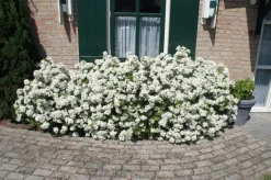 Intratuin Orangenblumen (Choisya ternata 'White Dazzler') D 19 H 20 cm| Blühende Pflanzen|Immergrüne Pflanzen