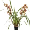 Intratuin Orchidee (Cymbidium braun 3-4 Zweige) D 14 H 80 cm| Blühende Zimmerpflanzen|Orchideen