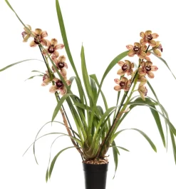 Intratuin Orchidee (Cymbidium braun 3-4 Zweige) D 14 H 80 cm| Blühende Zimmerpflanzen|Orchideen