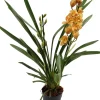 Intratuin Orchidee (Cymbidium) orange D 14 H 85 cm| Blühende Zimmerpflanzen|Orchideen