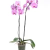 Intratuin Orchidee (Phalaenopsis) rosa D 12 cm H 55 cm| Blühende Zimmerpflanzen|Orchideen