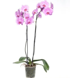 Intratuin Orchidee (Phalaenopsis) rosa D 12 cm H 55 cm| Blühende Zimmerpflanzen|Orchideen