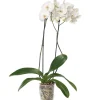 Intratuin Orchidee (Phalaenopsis) weiß D 12 cm H 55 cm| Blühende Zimmerpflanzen|Orchideen