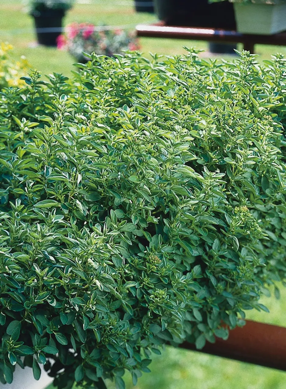 Intratuin Oregano (Origanum vulgare) D 9 H 5 cm| Blühende Pflanzen|Winterharte Pflanzen