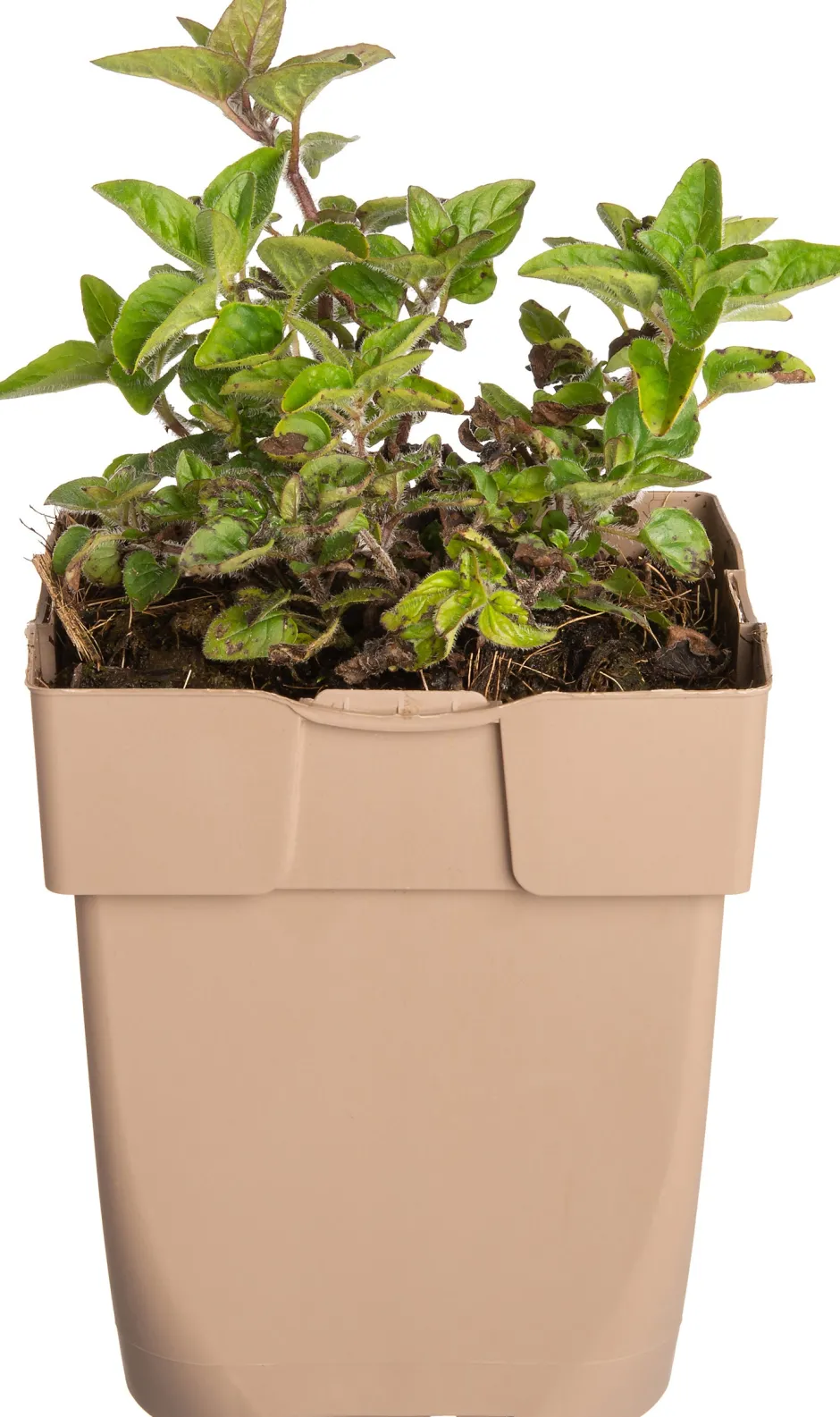 Intratuin Oregano (Origanum vulgare) D 11 H 10 cm| Blühende Pflanzen|Winterharte Pflanzen