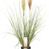 Intratuin Pampasgras (Cortaderia sellosa 'Evita') D 19 H 45 cm| Blühende Pflanzen|Immergrüne Pflanzen