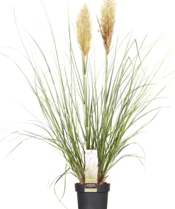 Intratuin Pampasgras (Cortaderia sellosa 'Evita') D 19 H 45 cm| Blühende Pflanzen|Immergrüne Pflanzen