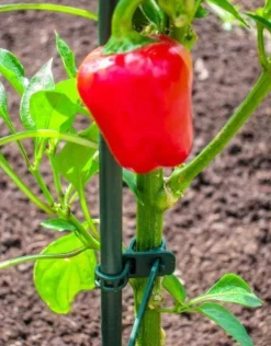 Intratuin Peacock Pflanzstab D 8 mm H 60 cm| Rankhilfen|Pflanzstäbe