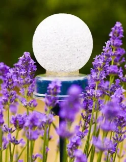 Intratuin Peacock Solarleuchte für Erdspieß 8 x 7,5 x 17 cm| Solar Gartenleuchten|Rankhilfen