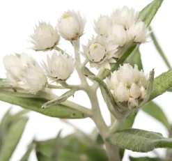 Intratuin Perlkörbchen (Anaphalis triplinervis) D 11 H 10 cm| Blühende Pflanzen|Winterharte Pflanzen