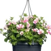Intratuin Petunie (Petunia) D 25 H 40 cm| Einjährige Pflanzen|Petunien