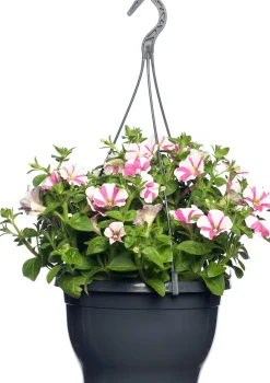 Intratuin Petunie (Petunia) D 25 H 40 cm| Einjährige Pflanzen|Petunien