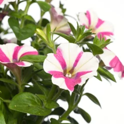 Intratuin Petunie (Petunia) D 25 H 40 cm| Einjährige Pflanzen|Petunien