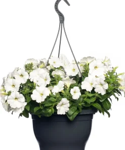 Intratuin Petunie (Petunia) D 25 H 40 cm| Einjährige Pflanzen|Petunien