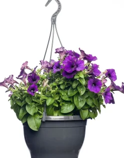 Intratuin Petunie (Petunia) D 25 H 40 cm| Einjährige Pflanzen|Petunien