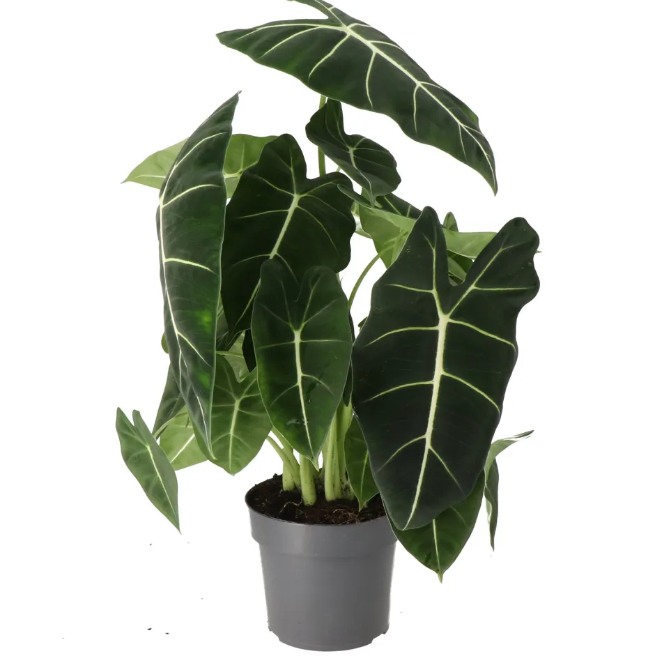 Intratuin Pfeilblatt (Alocasia 'Frydek') D 17 H 50 cm| Grünpflanzen|Alocasia