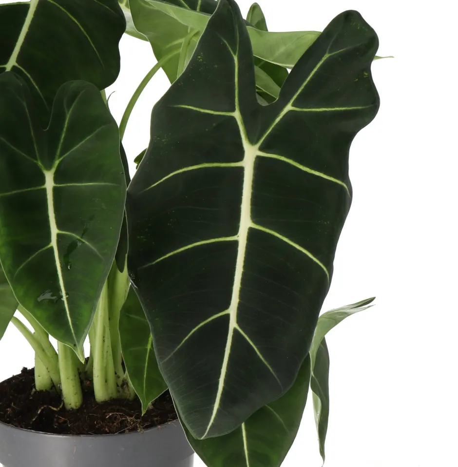 Intratuin Pfeilblatt (Alocasia 'Frydek') D 17 H 50 cm| Grünpflanzen|Alocasia