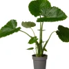 Intratuin Pfeilblatt (Alocasia gageana 'California') D 21 cm H 90 cm| Große Pflanzen|Grünpflanzen
