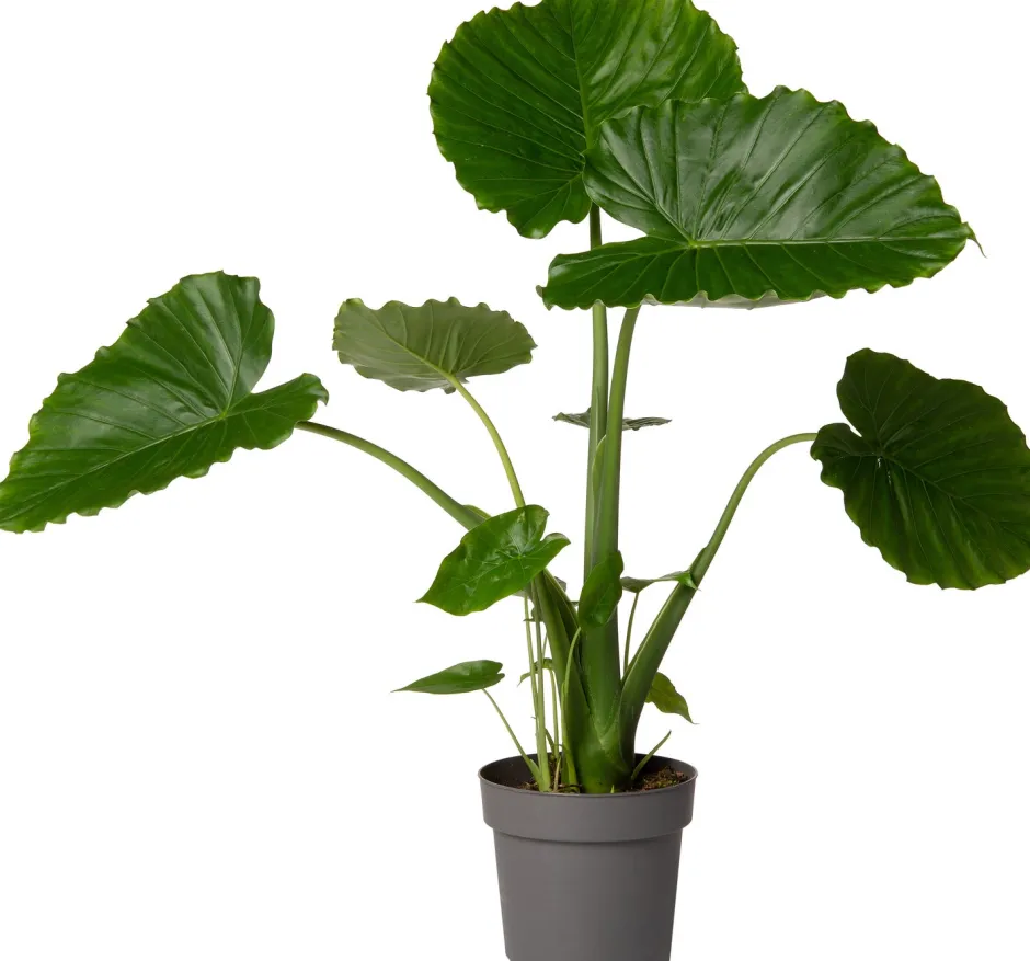 Intratuin Pfeilblatt (Alocasia gageana 'California') D 21 cm H 90 cm| Große Pflanzen|Grünpflanzen