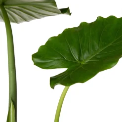 Intratuin Pfeilblatt (Alocasia gageana 'California') D 21 cm H 90 cm| Große Pflanzen|Grünpflanzen