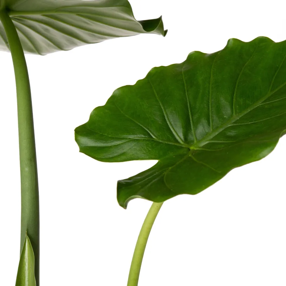 Intratuin Pfeilblatt (Alocasia gageana 'California') D 21 cm H 90 cm| Große Pflanzen|Grünpflanzen