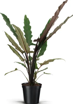 Intratuin Pfeilblatt (Alocasia 'Lauterbachiana') D 19 cm H 75 cm| Grünpflanzen|Alocasia