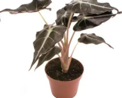 Intratuin Pfeilblatt (Alocasia 'Polly') D 6 H 15 cm| Kleine Zimmerpflanzen|Grünpflanzen