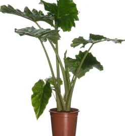 Intratuin Pfeilblatt (Alocasia 'Portodora') D 21 cm H 80 cm| Grünpflanzen|Alocasia