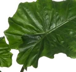 Intratuin Pfeilblatt (Alocasia 'Portodora') D 21 cm H 80 cm| Grünpflanzen|Alocasia