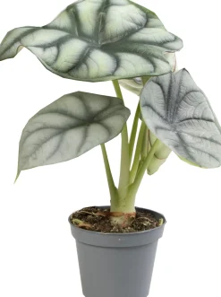 Intratuin Pfeilblatt (Alocasia 'Silver Dragon') D 6 H 17;5 cm| Kleine Zimmerpflanzen|Grünpflanzen