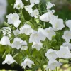 Intratuin Pfirsichblättrige Glockenblume (Campanula persicifolia 'Alba')| Blühende Pflanzen|Mehrjährige Pflanzen