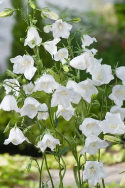 Intratuin Pfirsichblättrige Glockenblume (Campanula persicifolia 'Alba')| Blühende Pflanzen|Mehrjährige Pflanzen